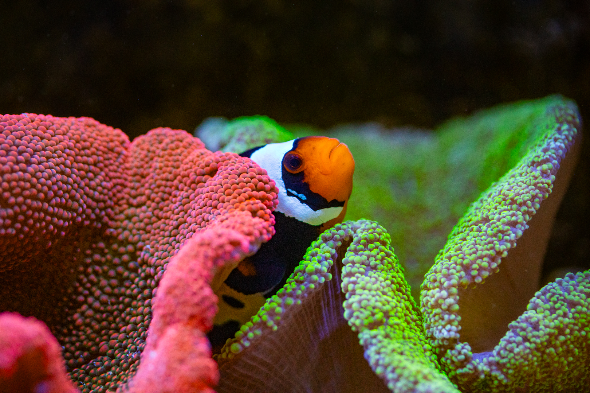 Anemone